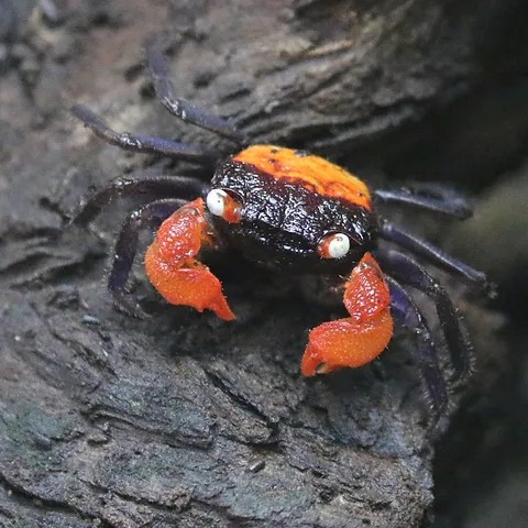 Geosesarma sp.red devil   Vampierkrab